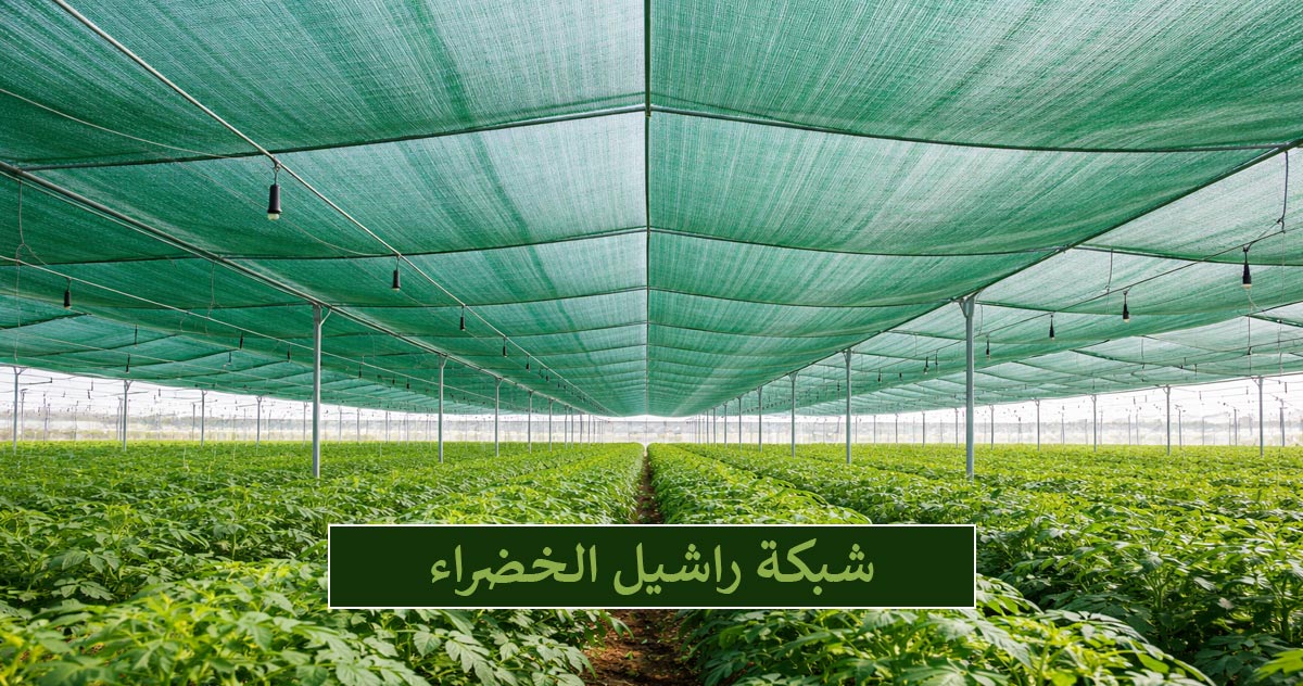 شبكة راشيل الخضراء