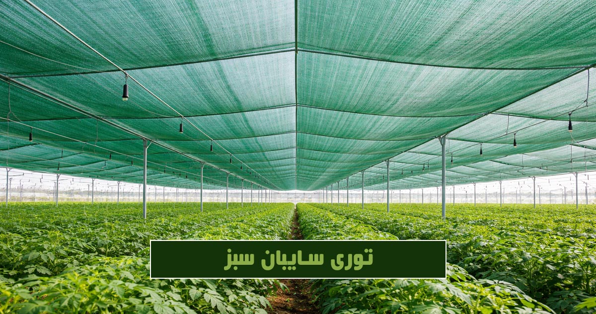 قیمت توری راشل سبز